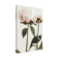 thumbnail image 3 of Trademark Fine Art Pictufy Studio III Peony 24 Canvas Wall Art, 3 of 4