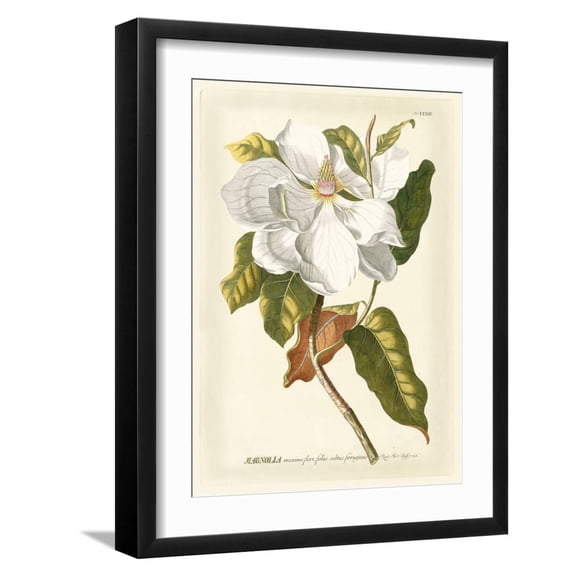 Art.com Magnificent Magnolias I Art Print by Jacob Trew, Black Frame Wall Art, 17" x 21"