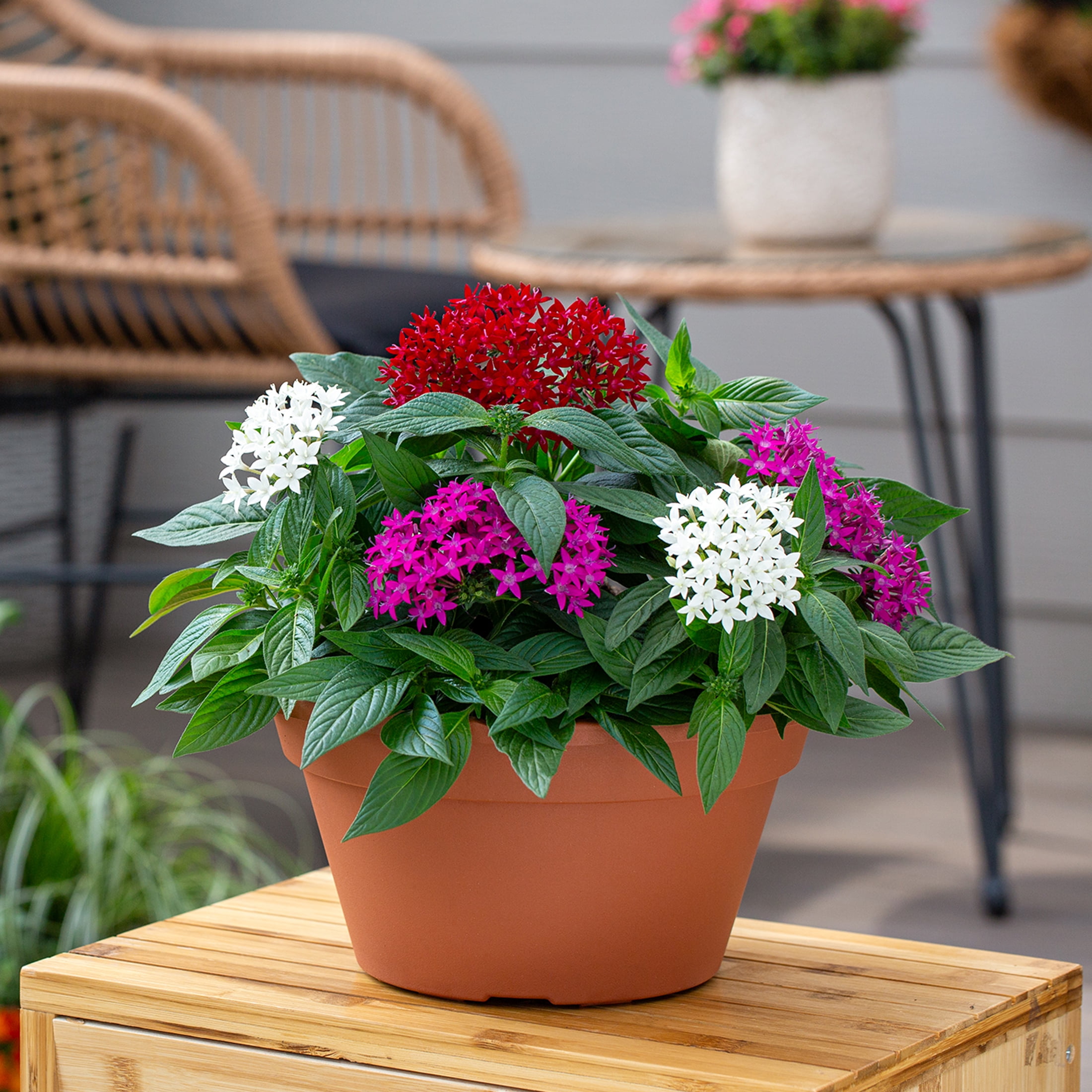 Better Homes & Gardens 1.5PT Purple Pentas Live Annual Plant Sun 5-Pack
