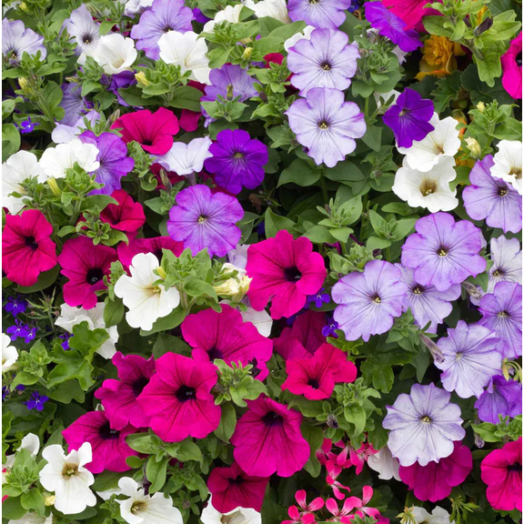 250 Seeds Dwarf Petunia Mix Seeds for Planting, Compact Colorful Blooms for Garden, Easy to Grow