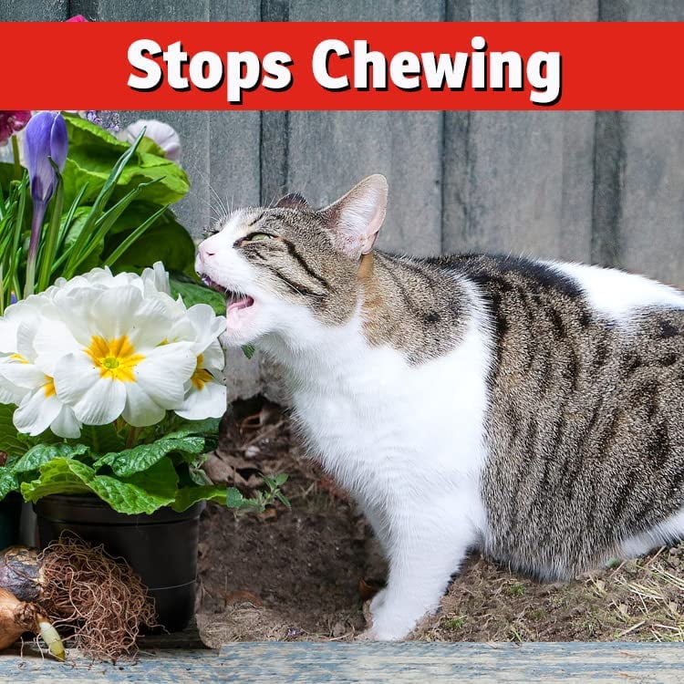 How To Keep Cats From Chewing Plants