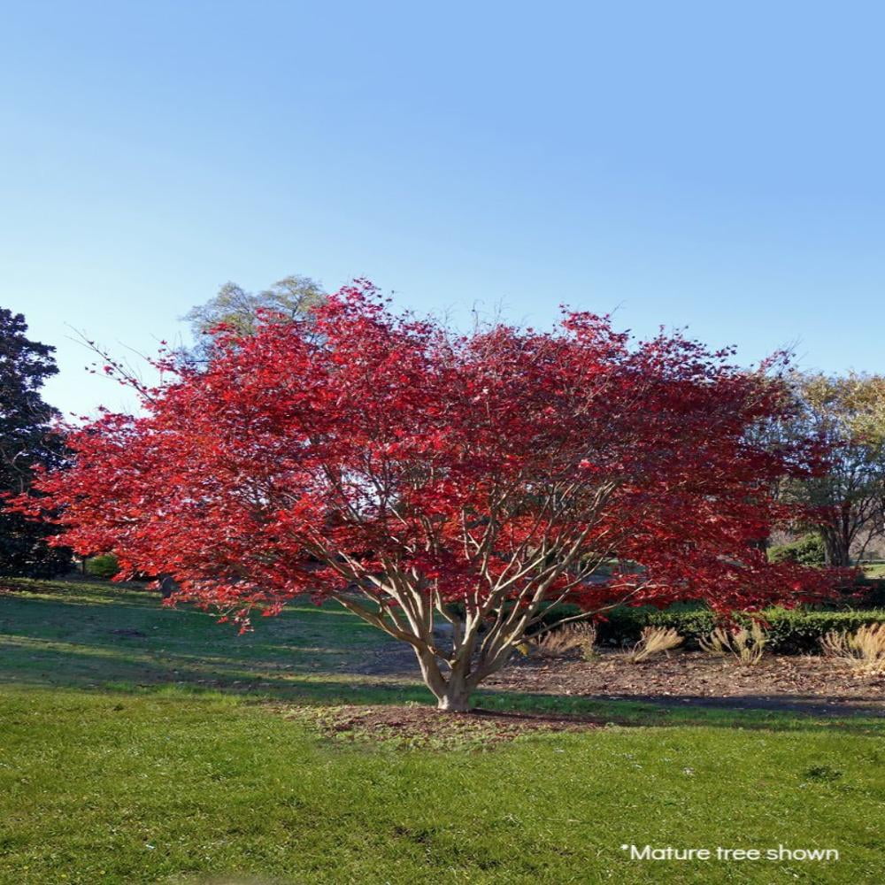 Expert Gardener 2-3 ft tall October Glory Maple Live Tree in 5-Gallon Grower Pot