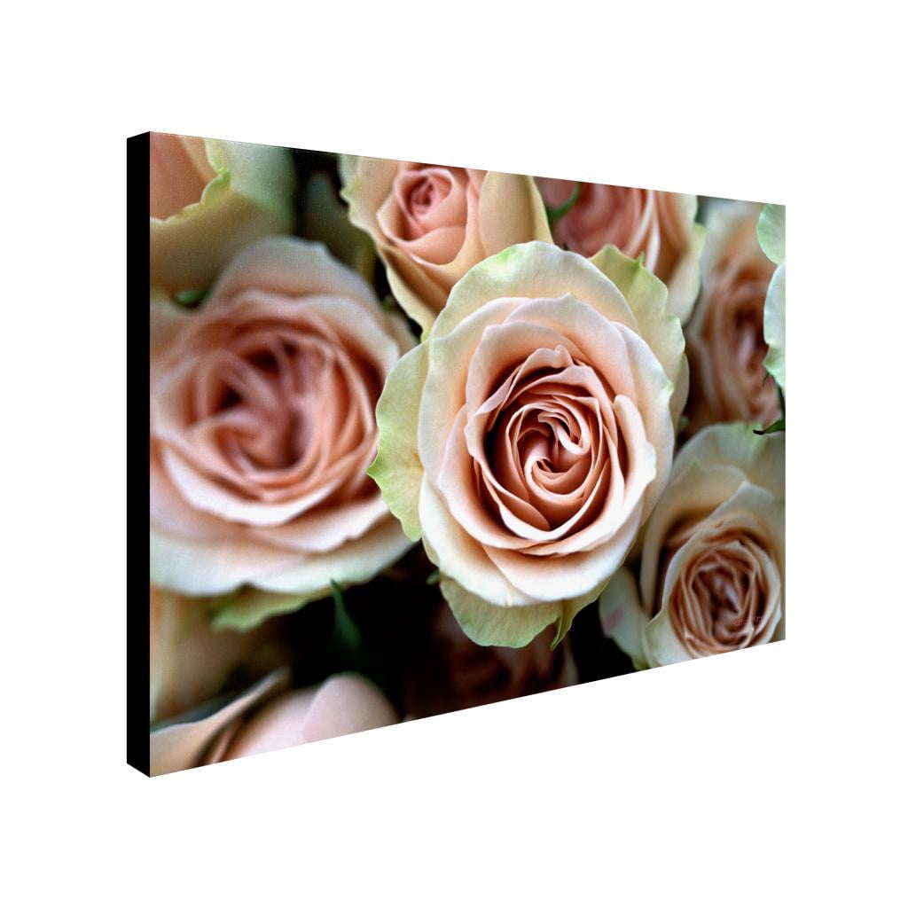 Trademark Fine Art 'Pale Pink Roses' Canvas Art by Kathy Yates
