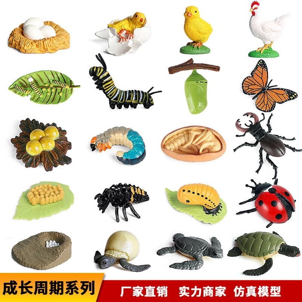 Miniatures Insects Sea Animal Plant Seed Life Growth Cycle Model Frog Chicken Turtle Snail Biology Collectible Education Toysfrog He Qiyong unisex