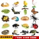 thumbnail image 1 of Miniatures Insects Sea Animal Plant Seed Life Growth Cycle Model Frog Chicken Turtle Snail Biology Collectible Education Toysfrog He Qiyong unisex, 1 of 1
