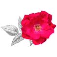 thumbnail image 2 of Knock Out� Rose, 2 of 6