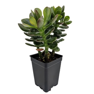 Chinese Jade Succulent- Sinocrassula Yunnanensis - 2 Plants in 1" Pots -  Walmart.com