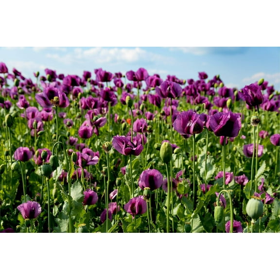 500 Seeds LAUREN'S GRAPE POPPY Purple Papaver Somniferum Flower Seeds