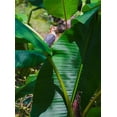 thumbnail image 2 of Miller, Anna 19x24 Gold Ornate Wood Framed with Double Matting Museum Art Print Titled - Florida- Woodpecker among Banana Leaves, 2 of 4