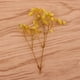 thumbnail image 5 of Flores secas naturales para ramos, accesorios, flores artificiales para el hogar o fiesta. Multi, 5 of 9