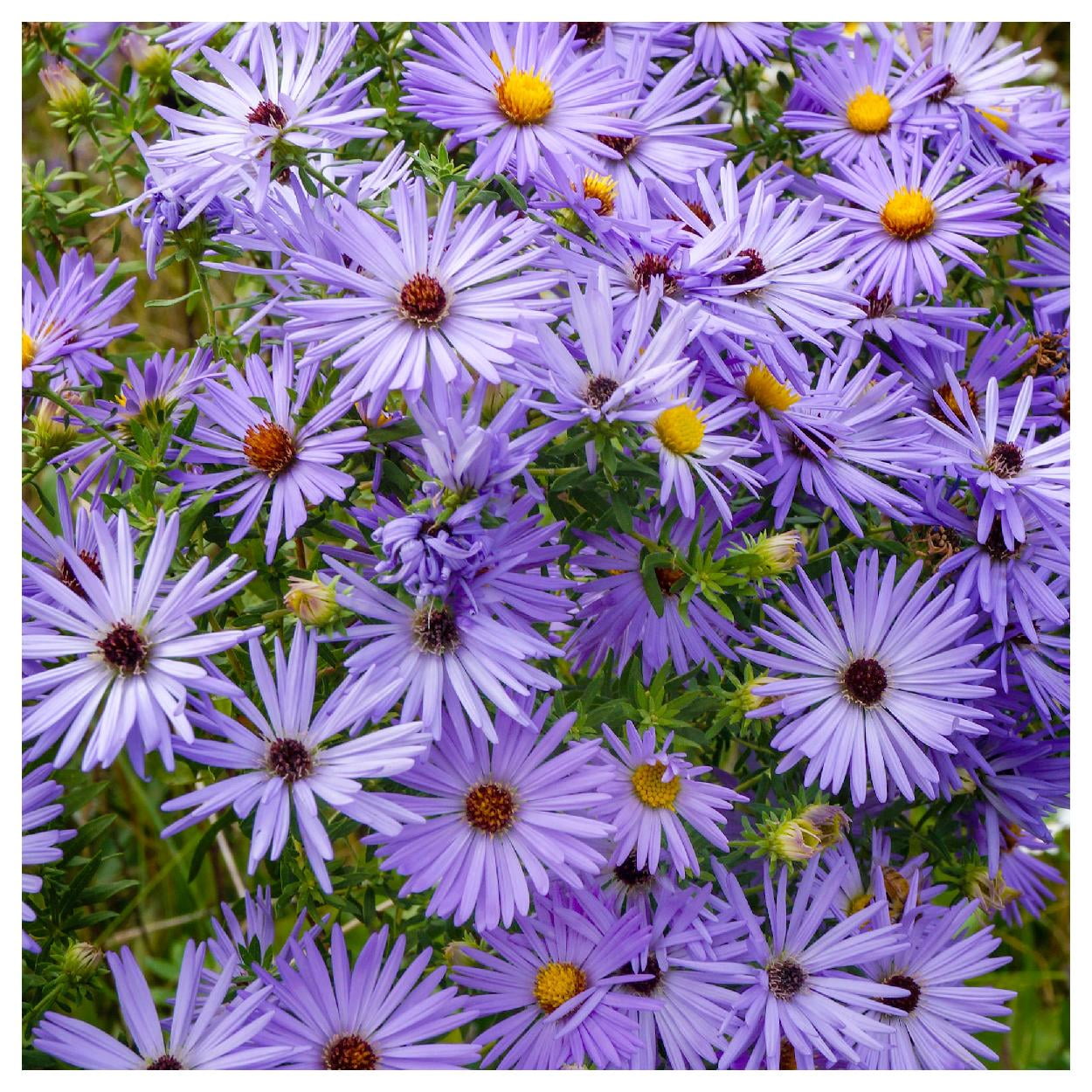 Everwilde Farms - 1 oz Aromatic Aster Native Wildflower Seeds