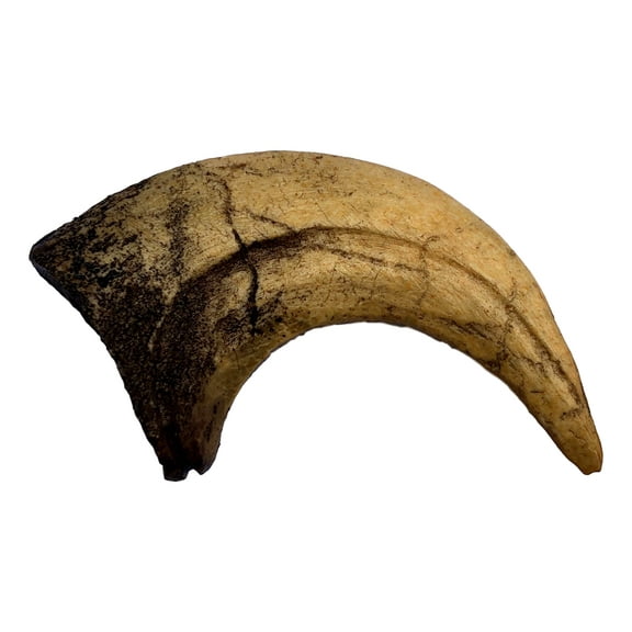 Velociraptor Claw Replica