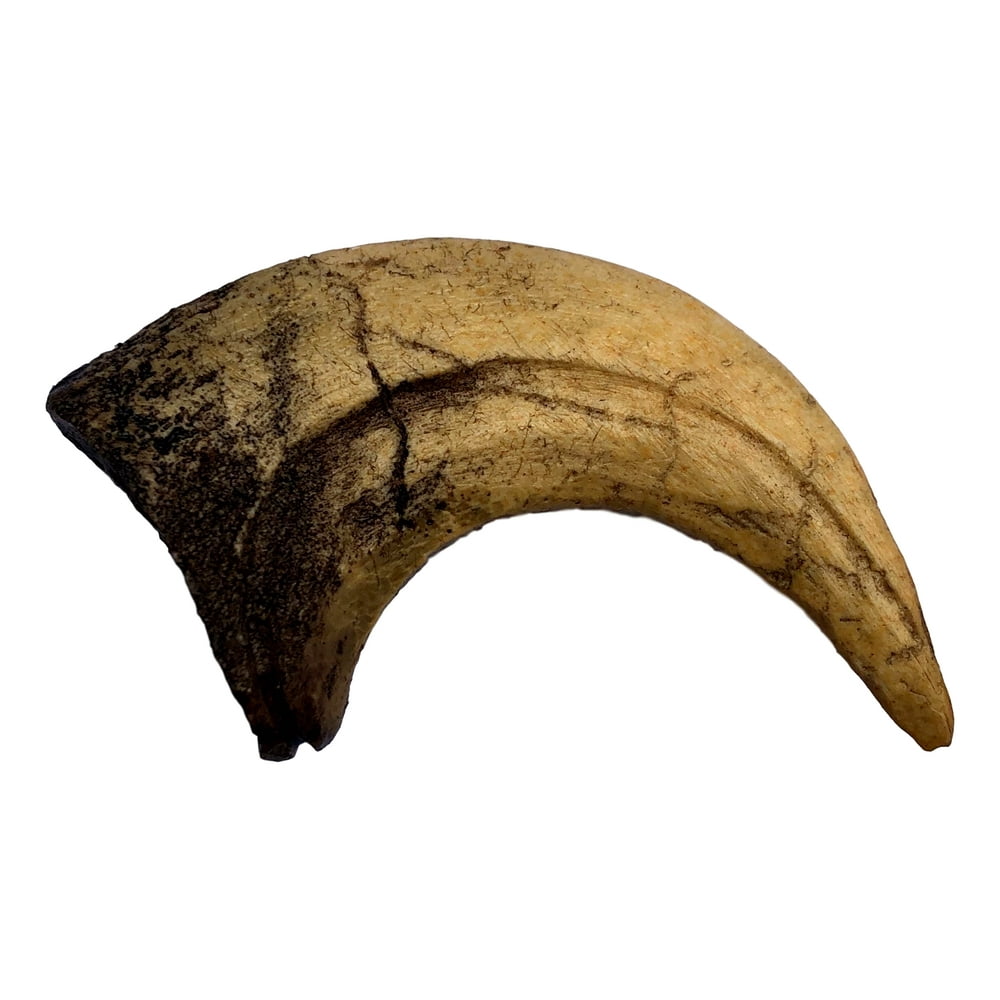 velociraptor claw authentic