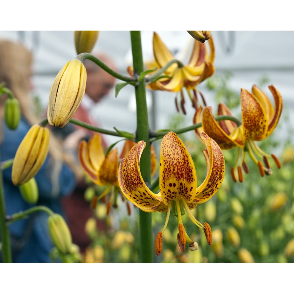 Lilium martagonSunny Morning Turks Cap Lily Bulb Lilium martagon14