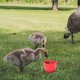 thumbnail image 4 of ColoMX Alimentador de pájaros para mascotas, alimentador de agua de plástico, tazón de comida para gallo, alimentador de loros y pájaros, 30 Uds., 4 of 7