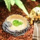 thumbnail image 1 of Comedero para reptiles de agua poco profunda con escalón interior, accesorio para animales pequeños, bandeja de agua de resina versátil de 15 cm de, 1 of 8