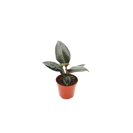 Burgundy Rubber Tree - 4’’ from California Tropicals