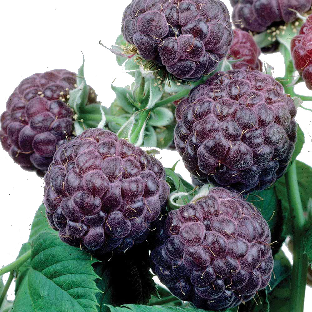 Purple Dream Purple Raspberry Plant Everbearing 4" Pot