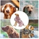 thumbnail image 5 of Batas de baño para perros Unique Bargains, abrigo absorbente, bata ajustable para gatos y perros XXL rosa, 5 of 7