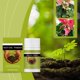 thumbnail image 4 of Plantas, Plantas, Adornos Vegetales, Plantas, Estaciones, Usar, Portafiltro, Jardin, 1 Paquete, 4 of 7