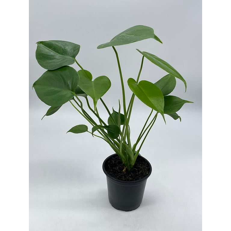 Florida House Plants Monstera Deliciosa Live Plants in 4" Pots - Walmart.com