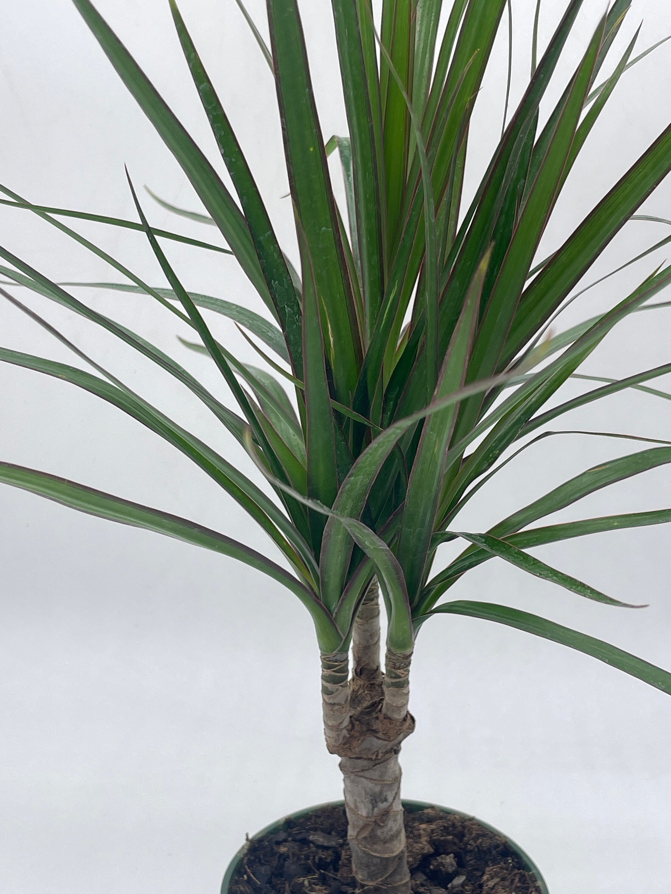 Buy Dragon Tree, Madagascar Dragonplant, Dracaena marginata hort