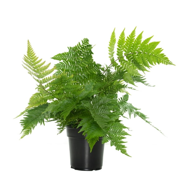 6 in. Autumn Live Fern with Partial Shade in Grower Container - 1 Piece