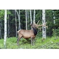 thumbnail image 2 of Illg, Cathy and Gordon 32x23 Gold Ornate Wood Framed with Double Matting Museum Art Print Titled - Colorado, Rocky Mountain NP Bull elk in forest, 2 of 4