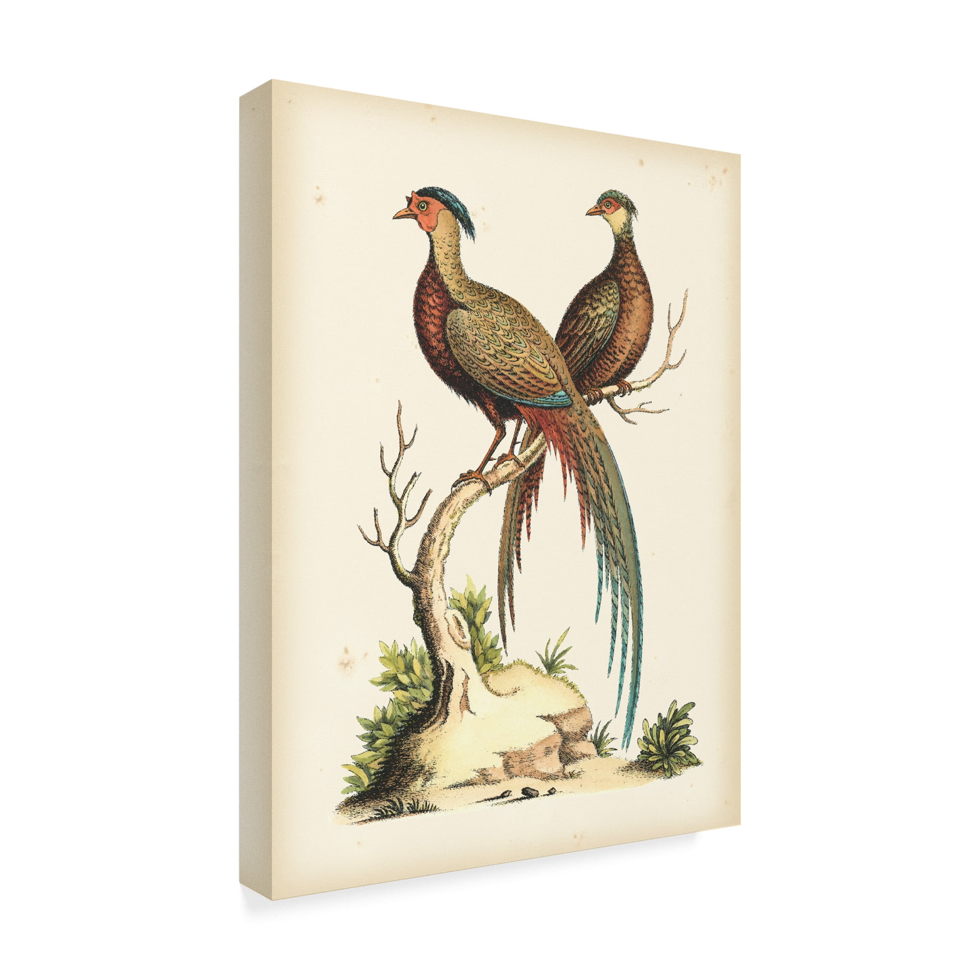 Trademark Fine Art 'Regal Pheasants II' Canvas Art by Sydenham Edwards