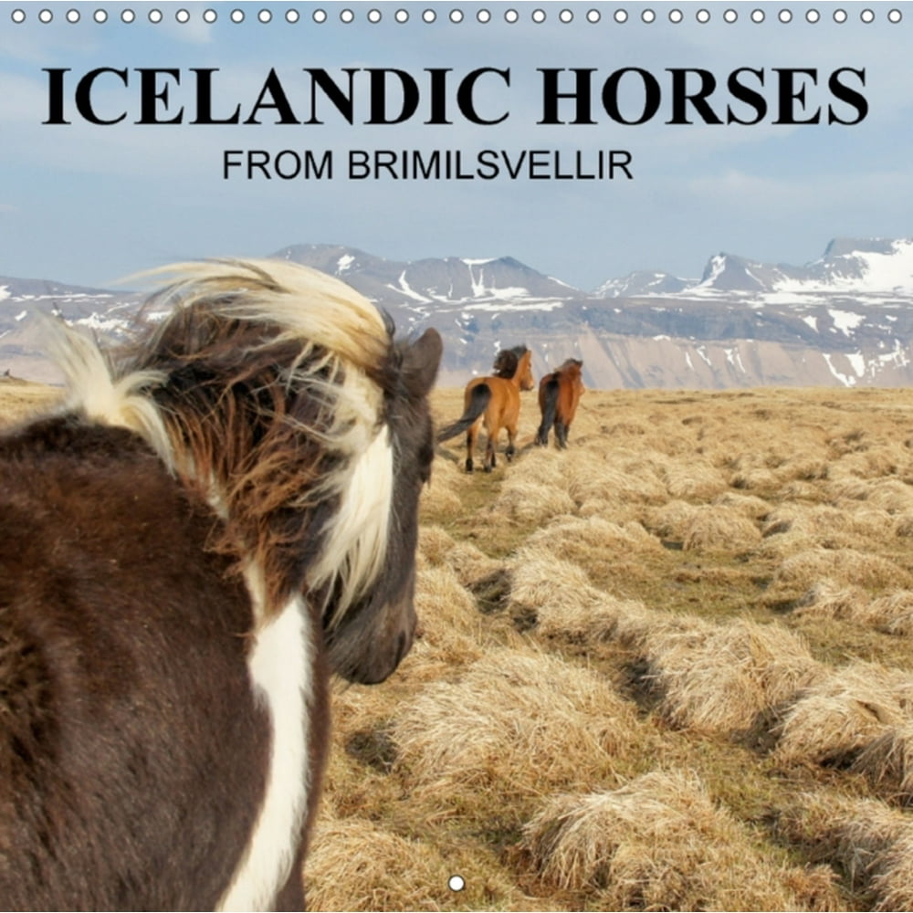Icelandic Horses from Brimilsvellir (Calvendo Animals) (Calendar