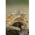 thumbnail image 2 of Morris, Arthur 23x32 Gold Ornate Wood Framed with Double Matting Museum Art Print Titled - TX, Linn, Cozad Ranch Horned lizard on a stump, 2 of 4