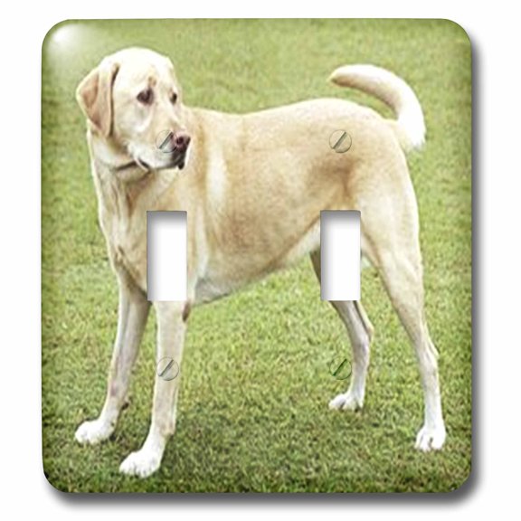 3dRose, Yellow Lab on Lawn, double toggle switch
