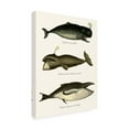 thumbnail image 2 of Trademark Fine Art 'Trio Of Vintage Whales' Canvas Art by Fab Funky, 2 of 3