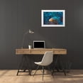 thumbnail image 3 of Gabriel, Barathieu 24x17 White Modern Wood Framed Museum Art Print Titled - Skunk Clownfish, 3 of 4