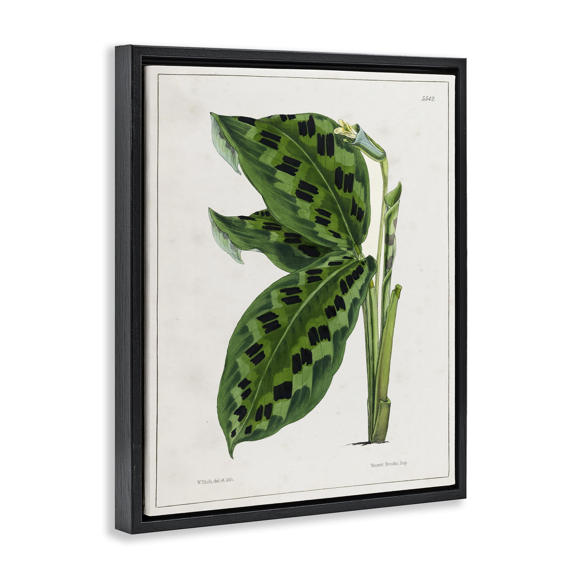 Stupell Industries Lush Plant Leaf Study Plants & Flowers Painting Black Floater Framed Canvas Art Print Wall Art, 17 x 21