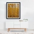 thumbnail image 3 of Kenosha Pass Aspen Grove - Colorado Photography Autumn Forest Woods Nature Woodland Scenic Landscape Black Framed Wall Art Print 9 x 12 inches, 3 of 4