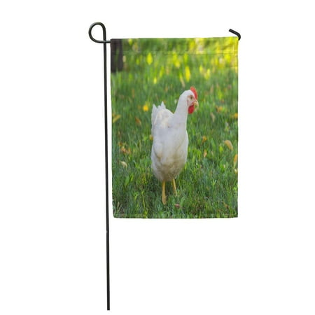 KDAGR Red Broiler White Hen Green Grass Chicken Agriculture Beak Beautiful Garden Flag Decorative Flag House Banner 28x40