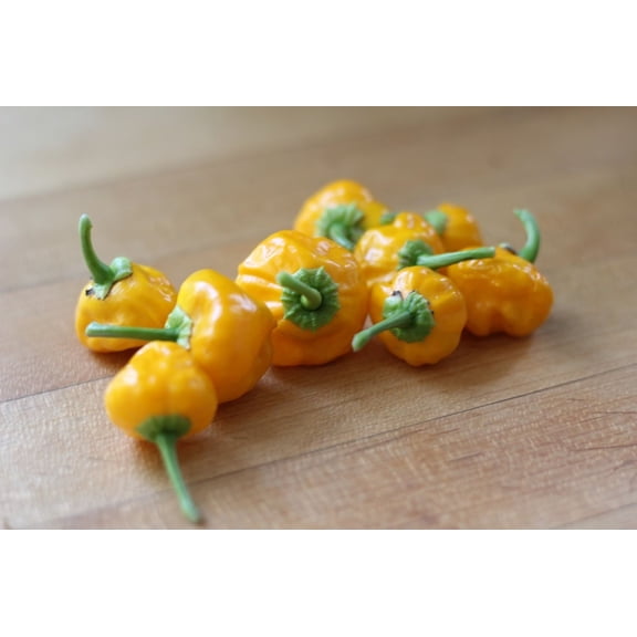 Jamaican Yellow Scotch Bonnet Hot Pepper Plant - 2.5" Pot