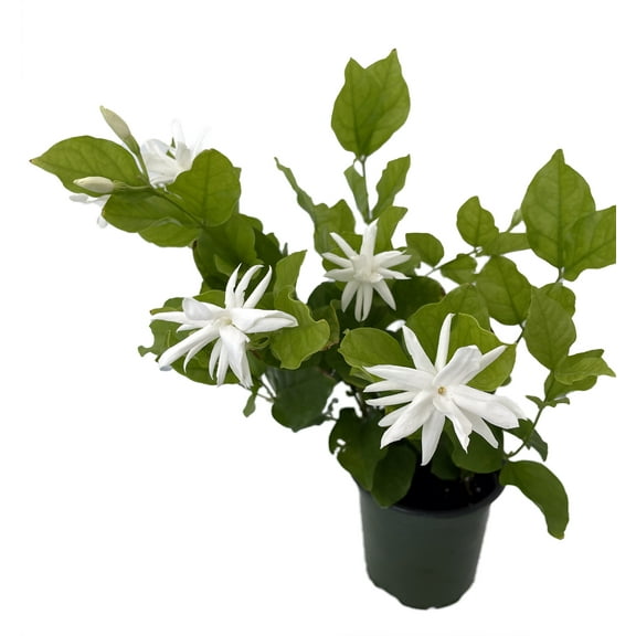 Belle of India Arabian Tea Jasmine Plant - Sambac - 4" Pot