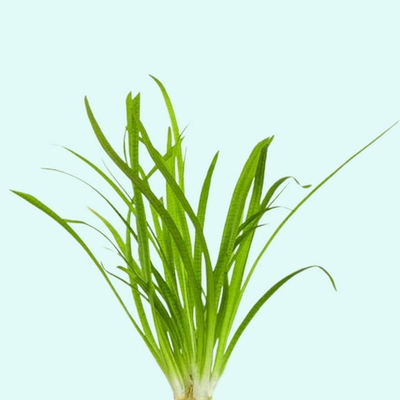 Sagittaria Pusilus NarrowLeaf 3 Bare Root Plants Live Aquarium Plants BUY2 GET1 FREE