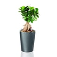 thumbnail image 3 of DELTINI Cream White High Gloss, Self-watering Small Indoor Planter, H7.5 L5.9 W5.9 in, 3 of 9