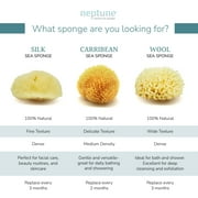 Neptune Caribbean Sea Sponge, Small (Approx. 4–5 Inch), Hand Processed, Natural & Eco-Friendly Bath Sponge