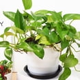 thumbnail image 5 of Flower Pot Tray 16 Pcs Plants Water Catcher Thicken Black Circle Indoor Saucer Pp, 5 of 6