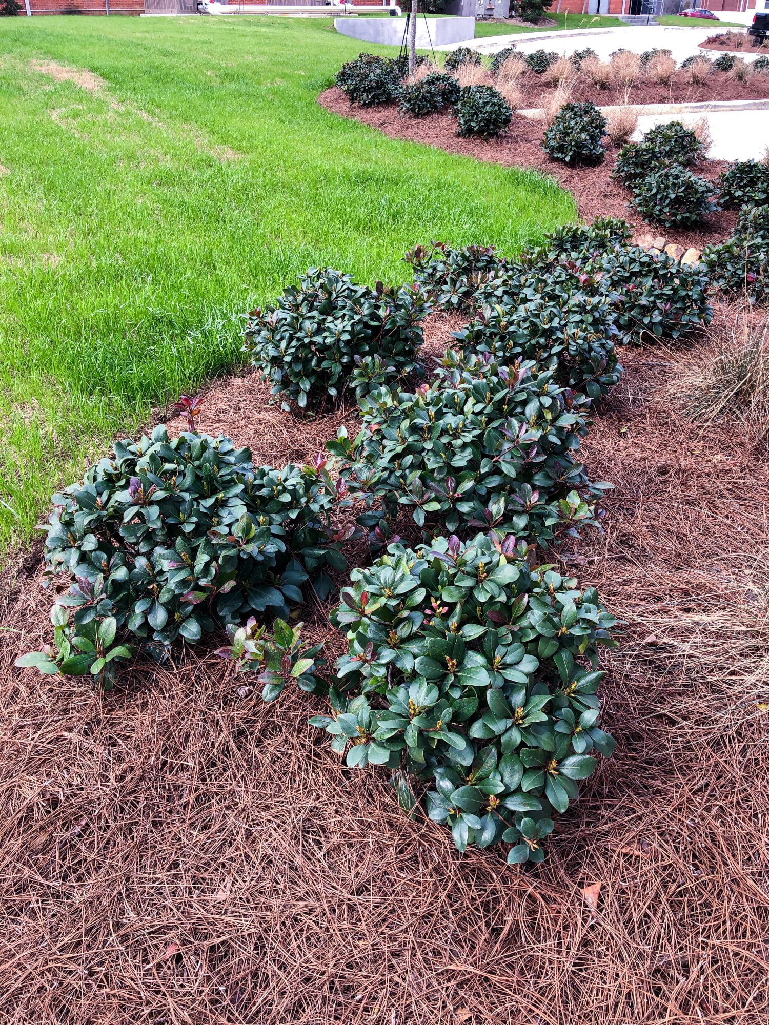 Southern Living Clean Sweep Snowbank Indian Hawthorne Live Shrub in 2-Gallon Grower Pot
