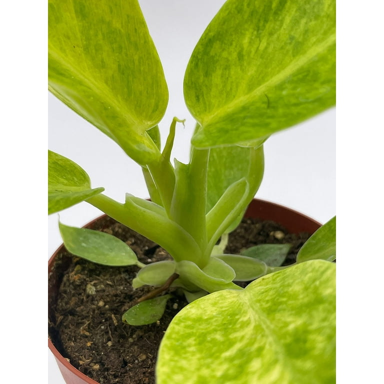 Philodendron Calkins Gold, 4 inch, Rare Philo - Walmart.com