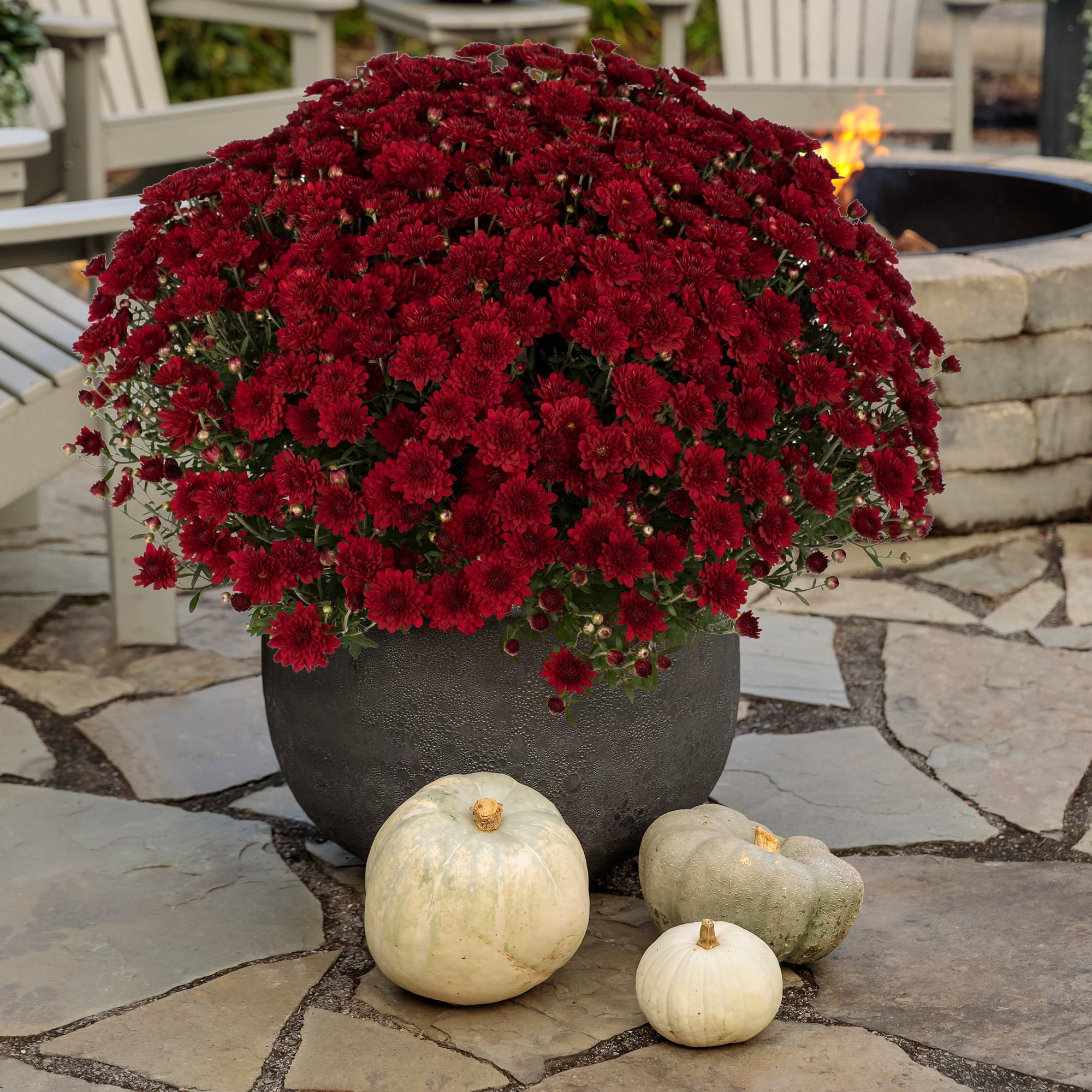 Expert Gardener Red Mum Live Plant, 3 Quart Grower Pot, Full Sun