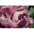 thumbnail image 2 of Calkins, Michelle 32x23 Black Ornate Wood Framed with Double Matting Museum Art Print Titled - Pink Peony In Morning, 2 of 4