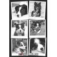 thumbnail image 1 of Border Collies: Blank Lined Journal, Planner or Diary (120 College Ruled Pages - 6 X 9 Inches), 1 of 1