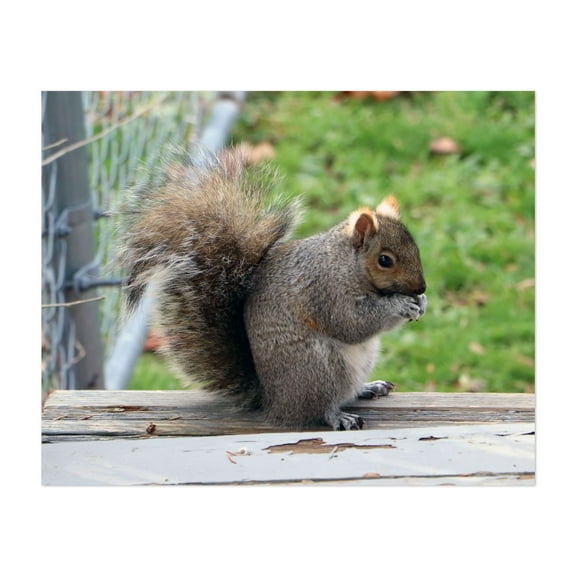 Eastern Gray Squirrel - Marshall Michigan Photography Wildlife Animal Nature Woodland Autumn Garden Unframed Wall Art Print 6 x 8 inches