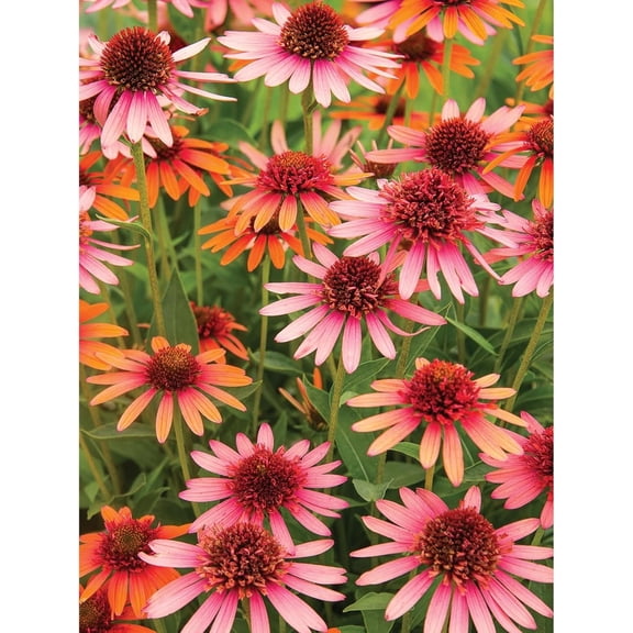 Bits and Pieces Jigsaw Puzzle Coral Reef Echinacea Vibrant Spring Garden 300-Piece 18 x 24 Inch